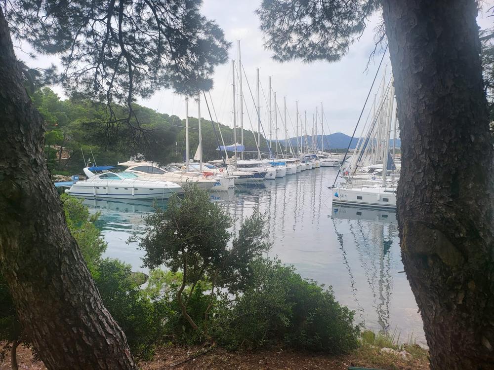 Blick durch Pinien auf Yachten in einer ruhigen Marina